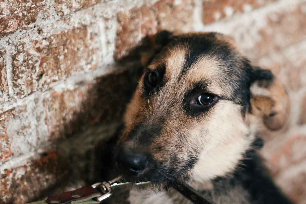 Dog Anxiety Main Causes And How To Treat It