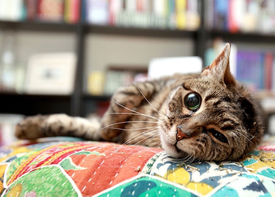 Why Do Cats Purr And Then Bite You? All You Need To Know!