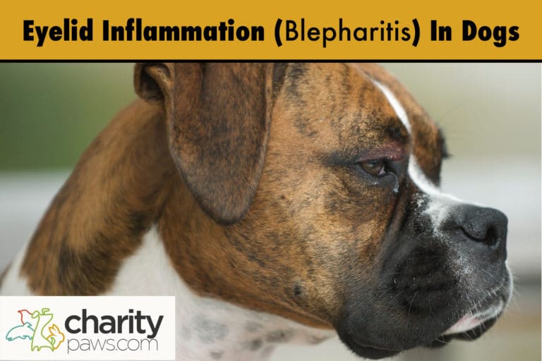 Eyelid Inflammation (Blepharitis) In Dogs What Is It