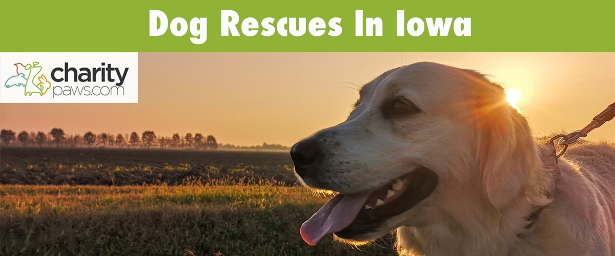 10 Dog Rescues In Iowa To Adopt From Choose To Rescue