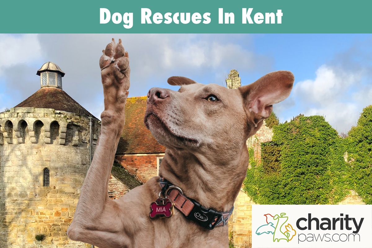 9 Dog Rescues In Kent, UK To Adopt Your Next Dog