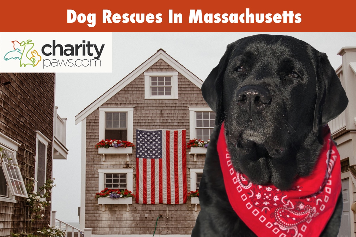 Dog Rescues In Massachusetts Find 12 Rescues To Adopt From