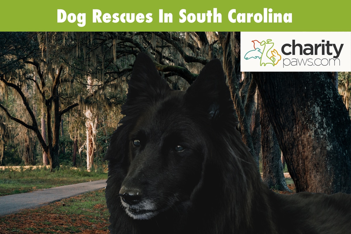 Dog Rescues In South Carolina 12 Places To Adopt From