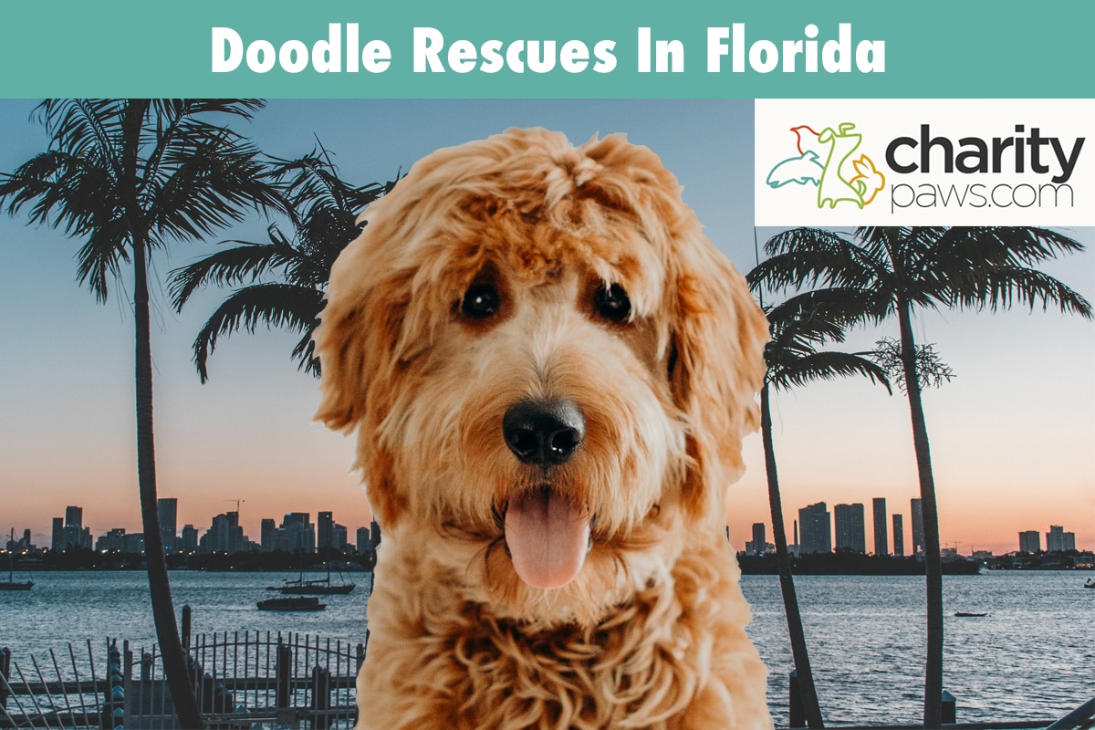 Doodle Rescues In Florida 6 Great Groups To Choose From