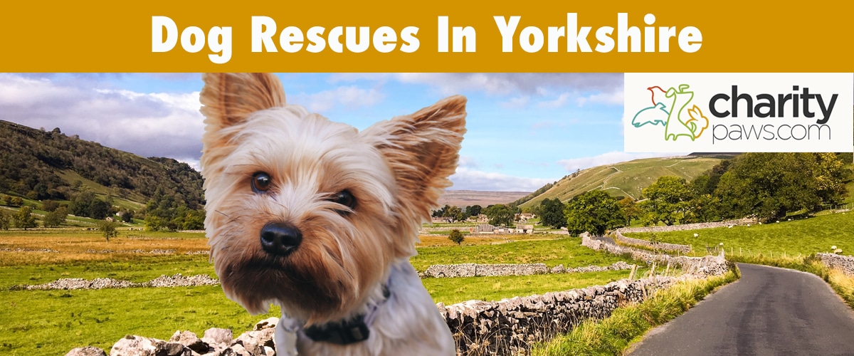 Dog Rescues In Yorkshire 10 Rescue Centres To Choose From