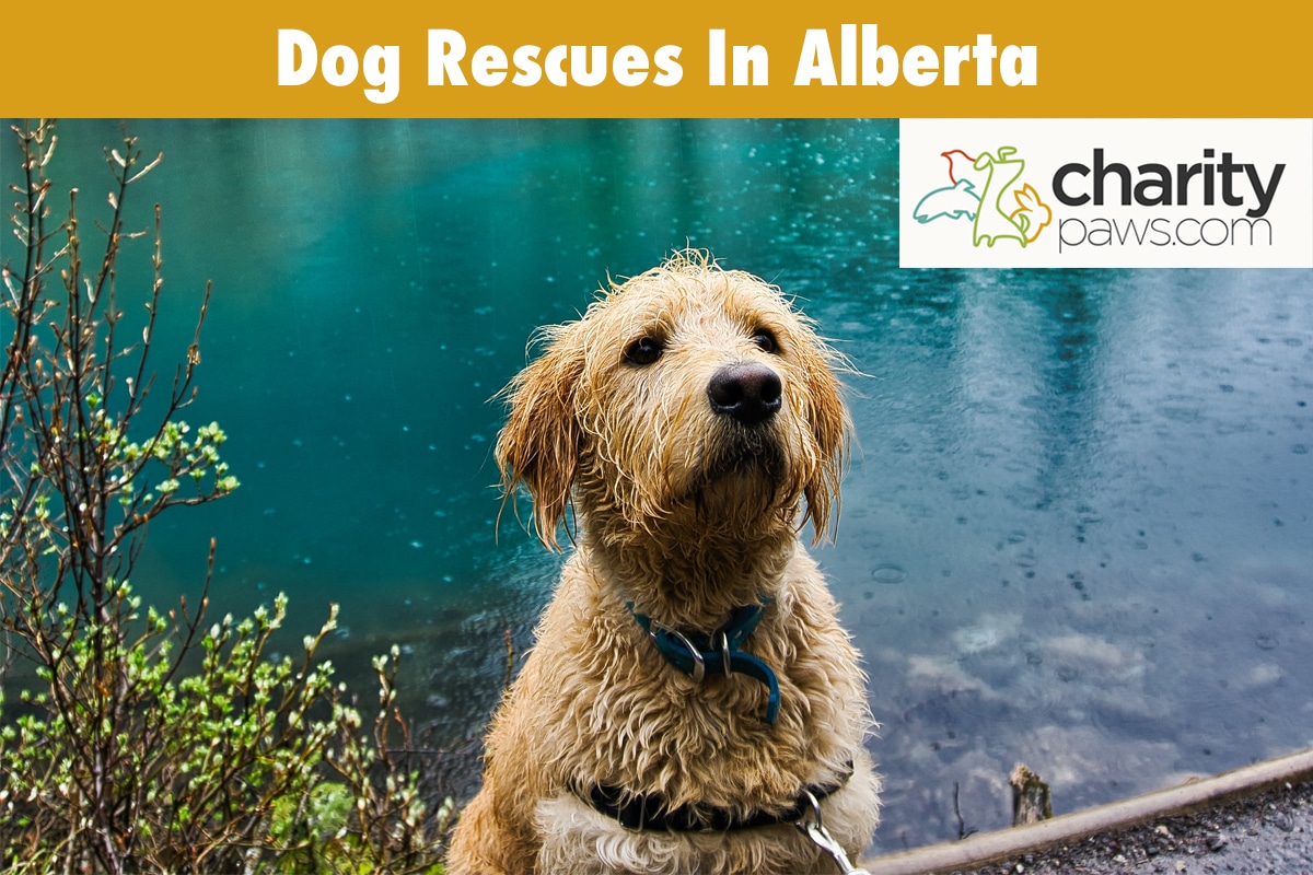Dog Rescues In Alberta Top 11 Rescues To Adopt From
