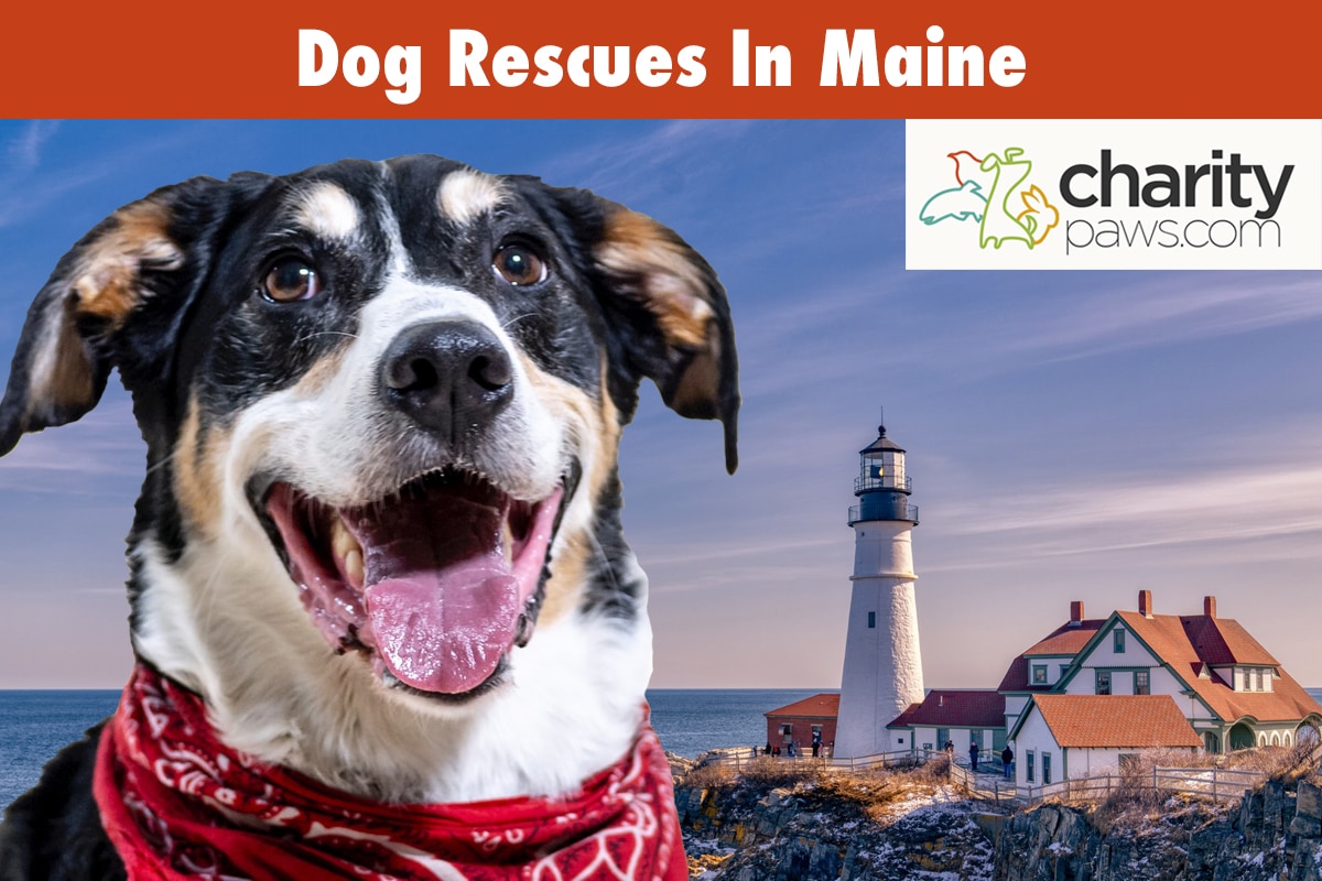 12 Dog Rescues In Maine To Adopt Your Next Dog From