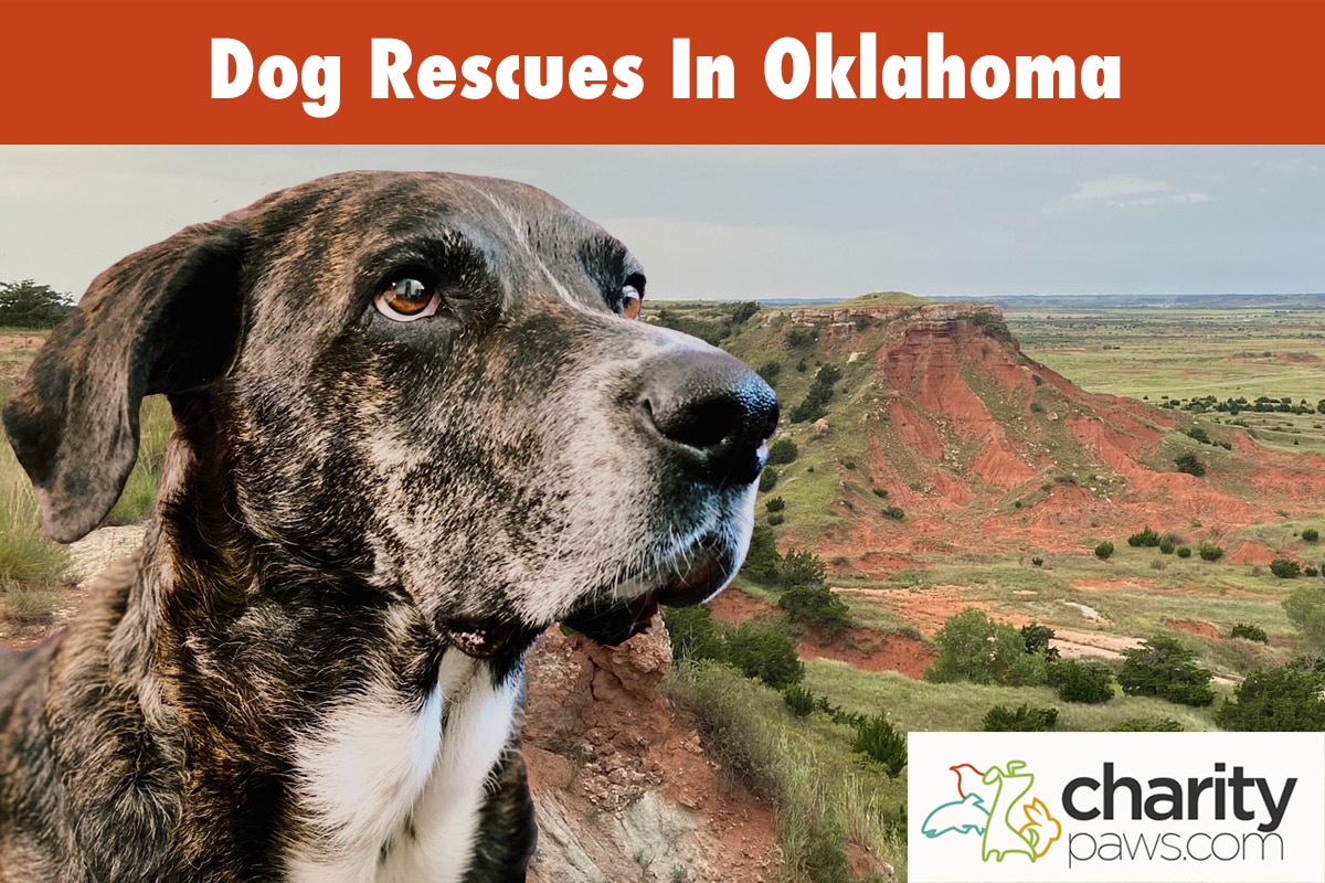 Dog Rescues In Oklahoma 12 Best Rescues To Adopt From