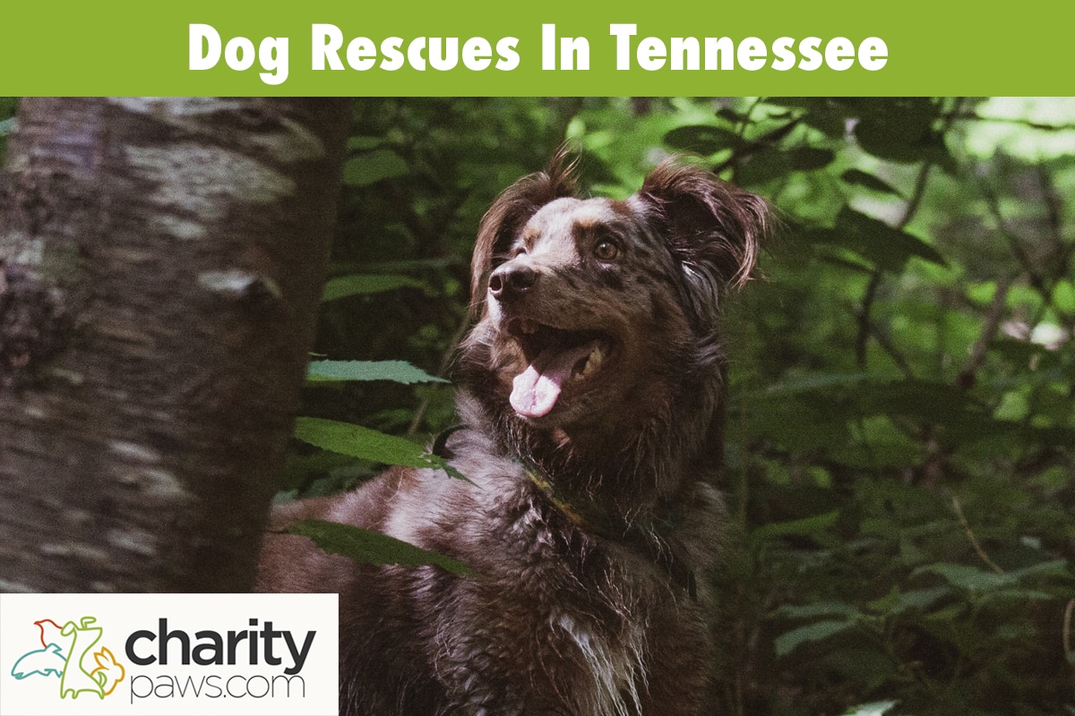 Dog Rescues In Tennessee 11 Best Rescues To Adopt From