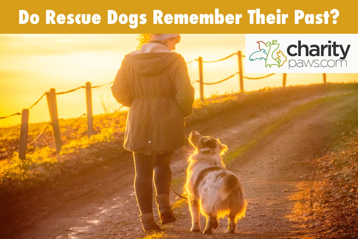 Do Rescue Dogs Remember Their Past 6 Key Memories