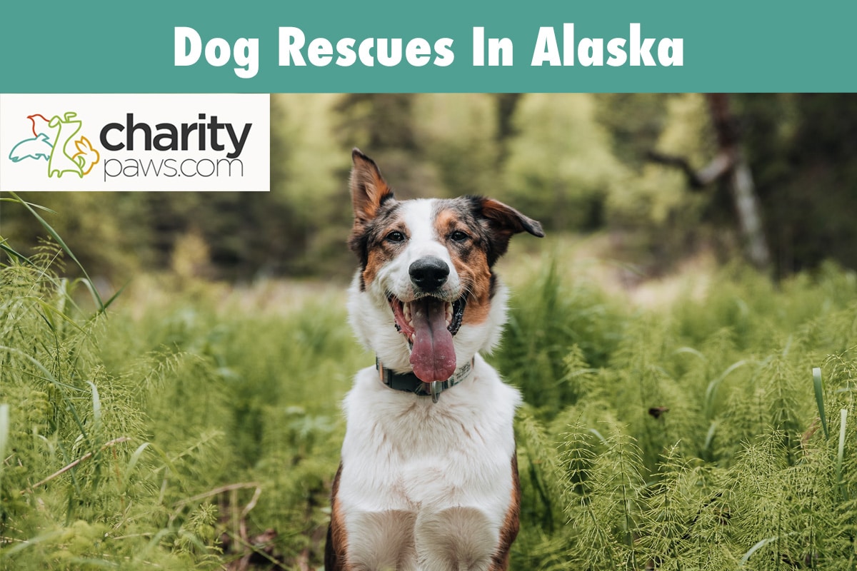 Dog Rescues In Alaska 11 Top Groups To Adopt Your Dog From