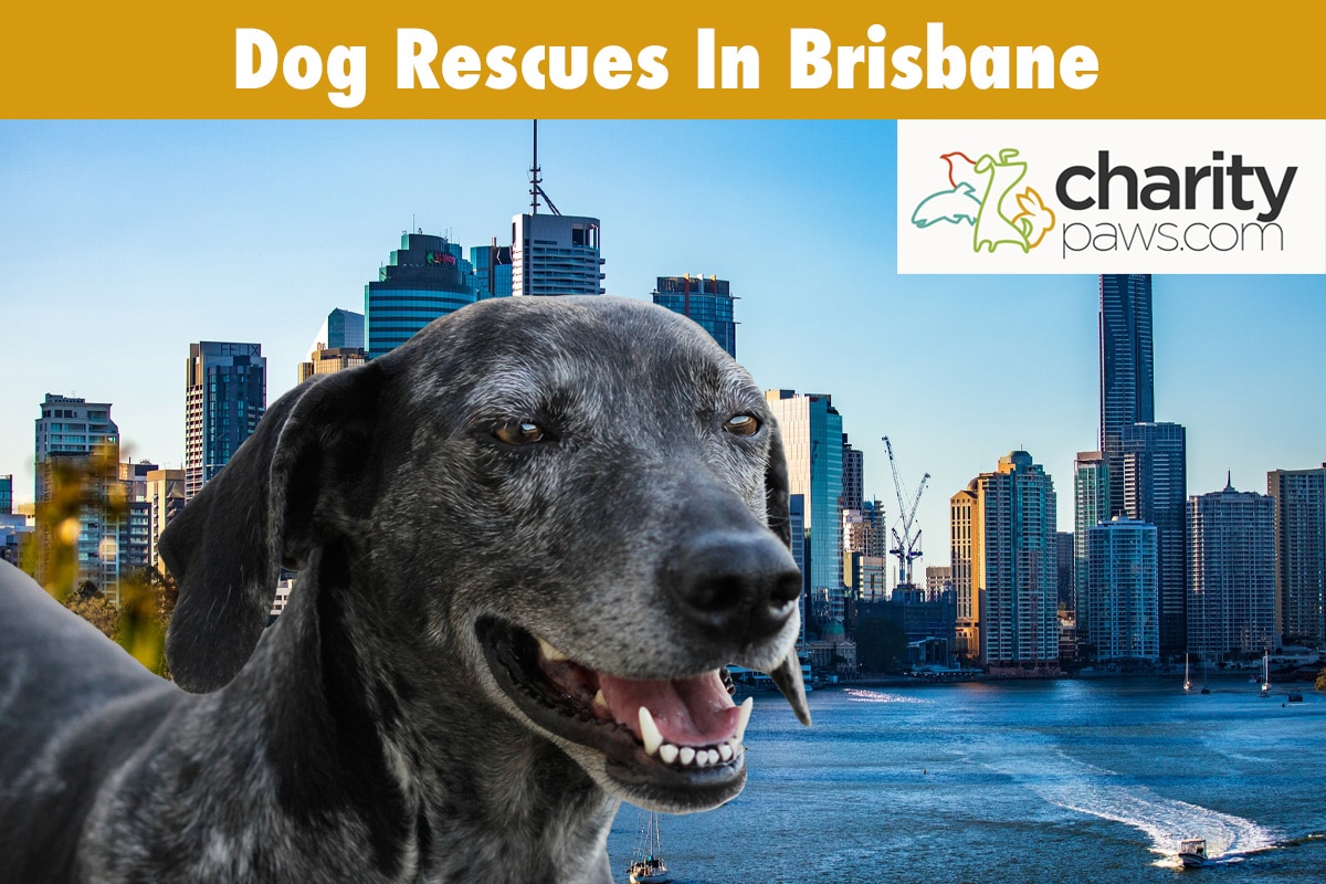 Dog Rescues in Brisbane Australia 10 Rescues To Adopt From