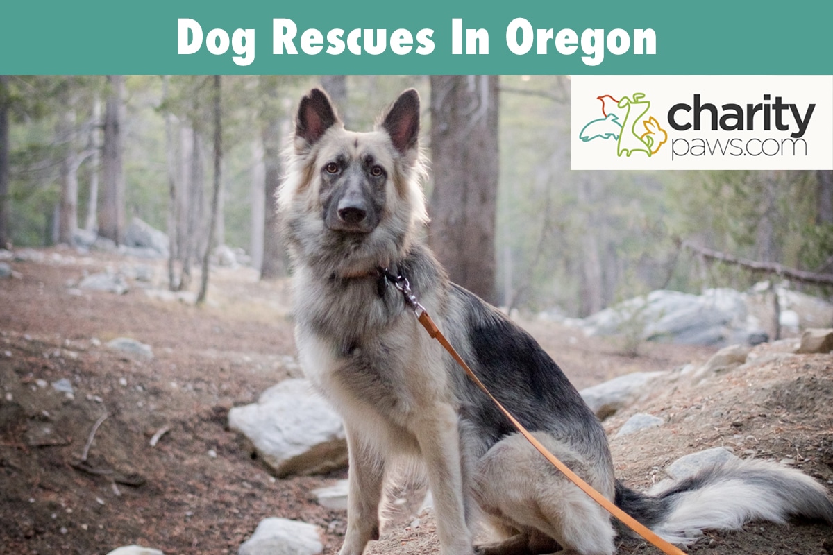 Dog Rescues In Oregon 11 Rescues To Adopt A Dog From