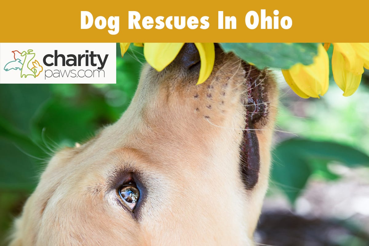 Pet & Animal Rescue News, Stories & Reviews CharityPaws