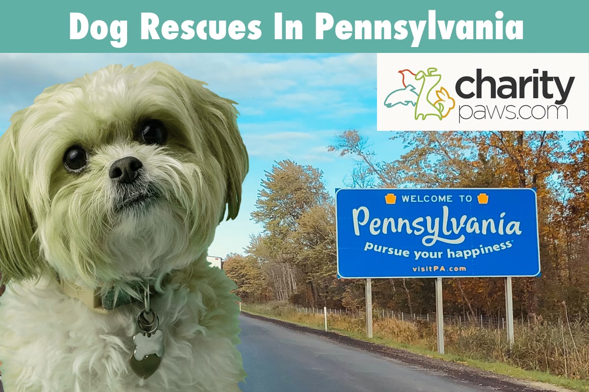 Dog Rescues In Pennsylvania 12 Rescues To Adopt From In PA