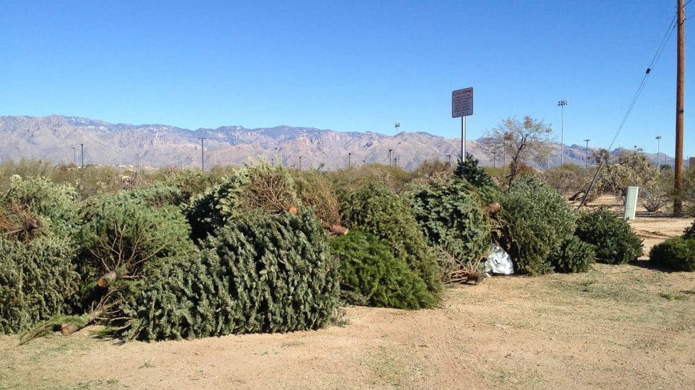 How To Recycle Your Christmas Tree