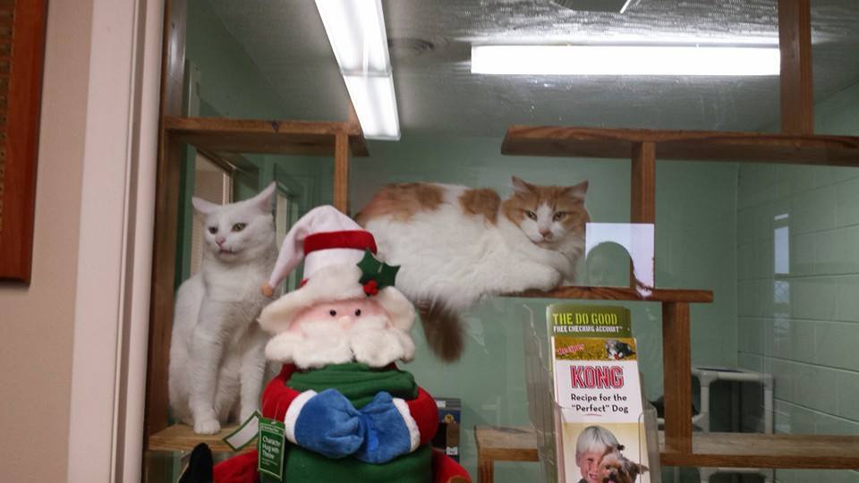 Coles County Animal Shelter Helping Hands of Charleston