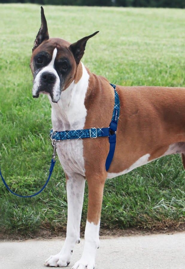 A Dog Walker's Favorite Dog Harness Charleston Dog Walker