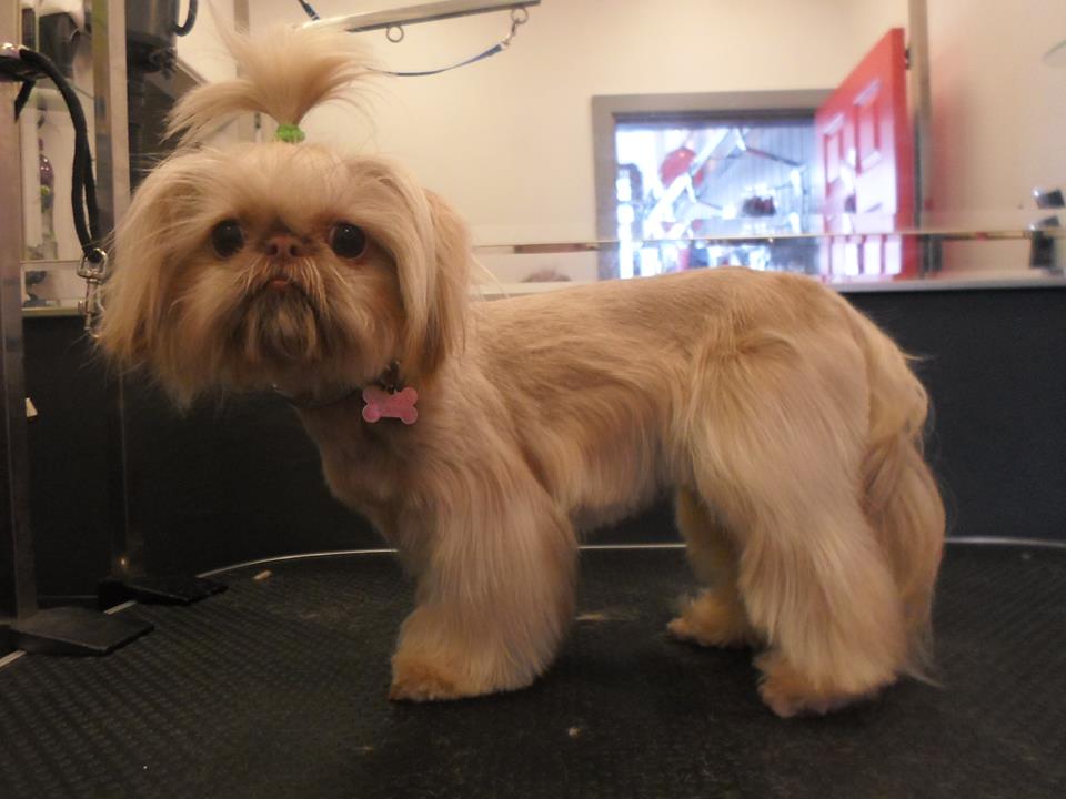 The Best Dog Store in Bournemouth Charley’s Dorset