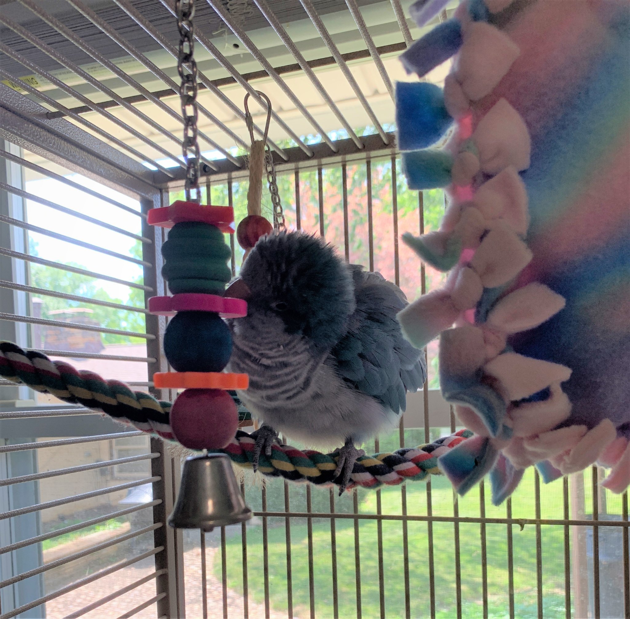 Echo The Charlie Brown Bird Rescue, Inc