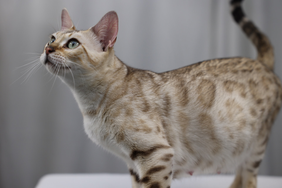 Charlie's Bengals Purebred Bengal Cat Breeder Bengal Kittens!