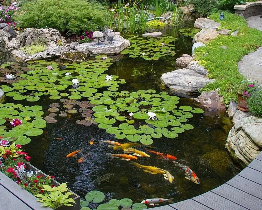 How Much Does It Cost To Build A Koi Pond? Charlotte Backyard Ponds