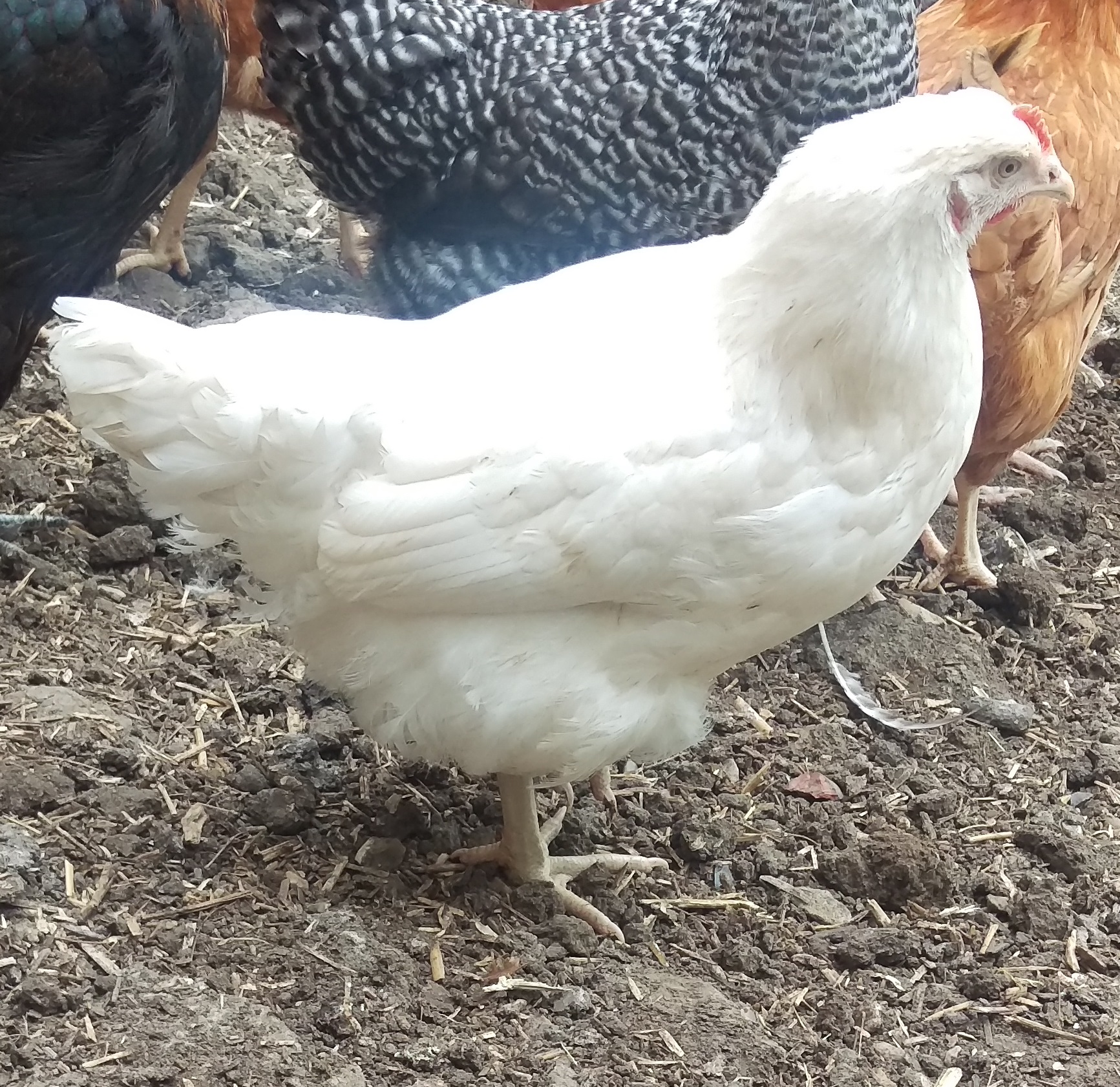 amber17 Charlotte's Chickens