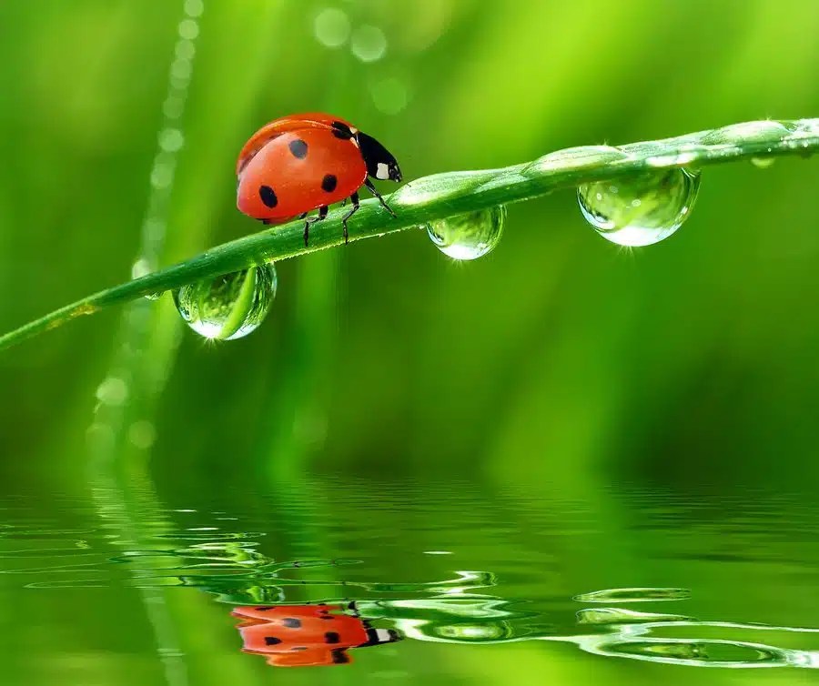 TTapp Ladybug Workout Lessons Learned From a Ladybug Value This Life TTapp Ladybug Workout Lessons Learned From a Ladybug Value This Life