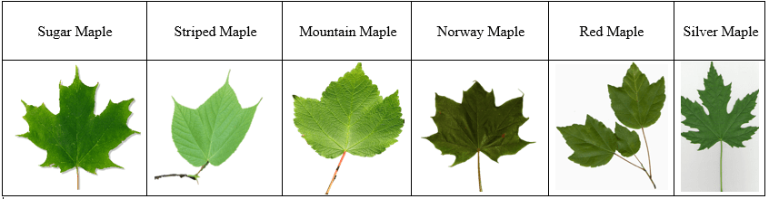 Tree Leaves Chart