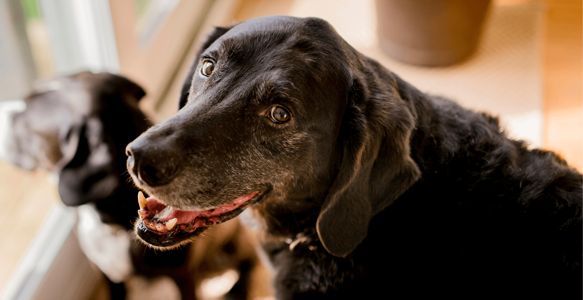 Baltimore, MD 21224 Veterinarians Charm City Veterinary Hospital