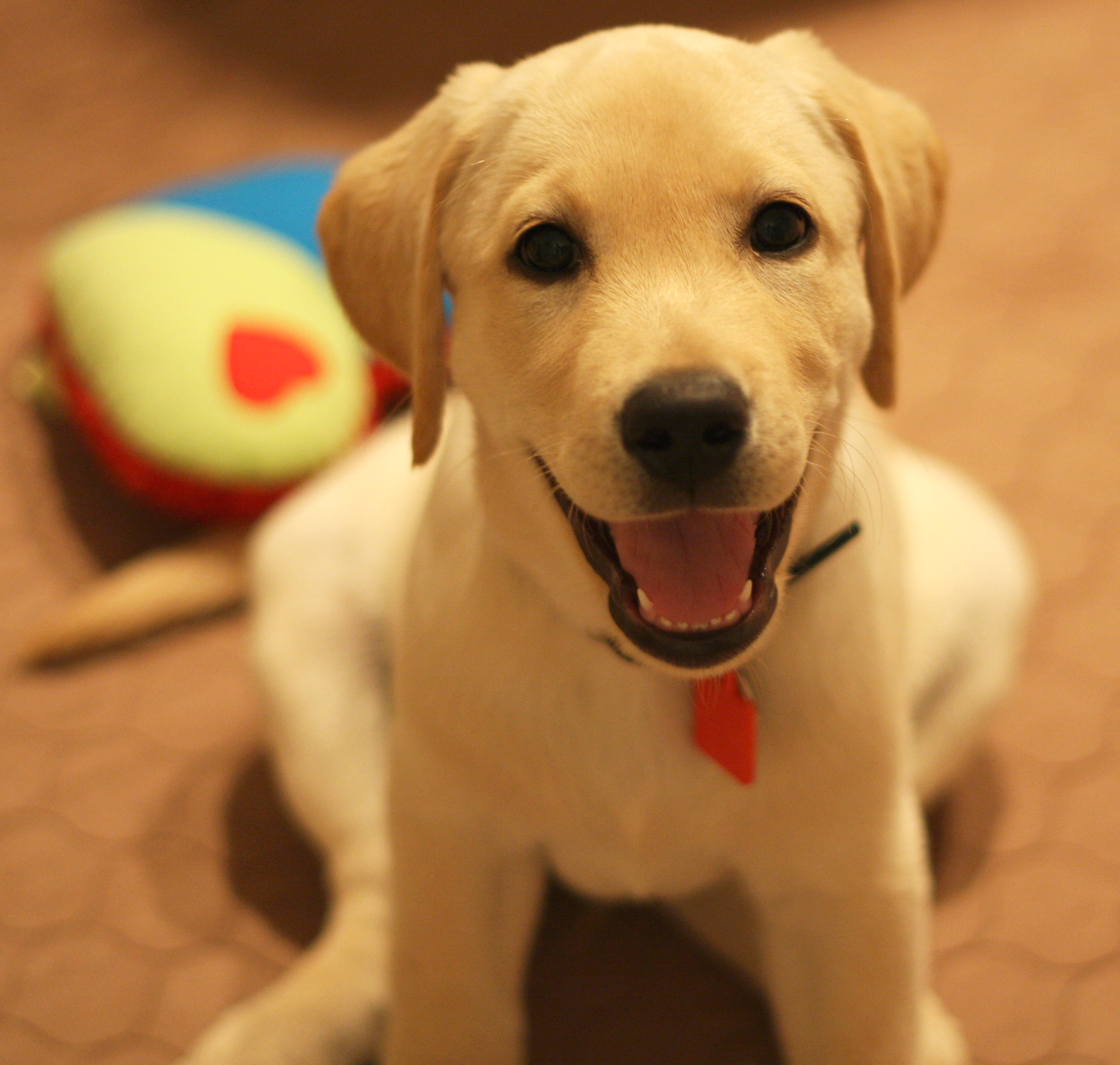 Puppy Therapy Charming Trinity