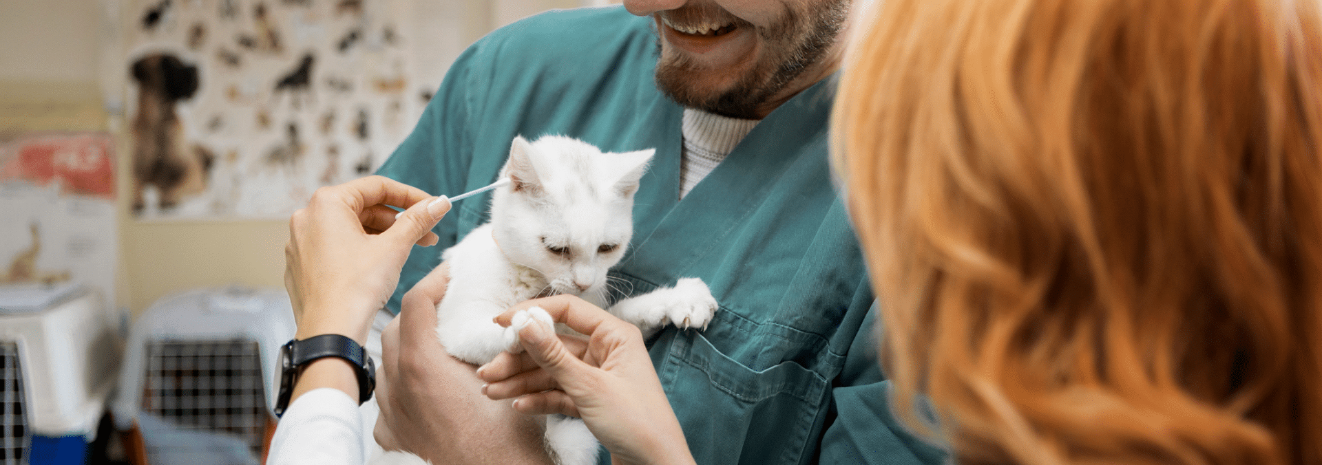How to a Vet Assistant in California