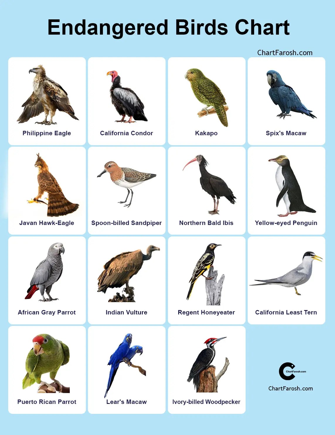1 Most Endangered Birds Chart with Pictures