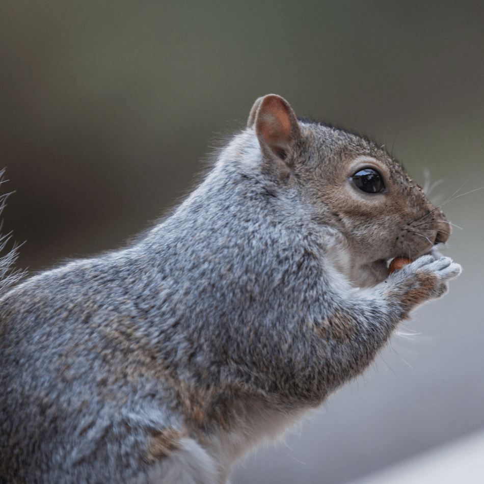 Squirrels Chase Pest Control