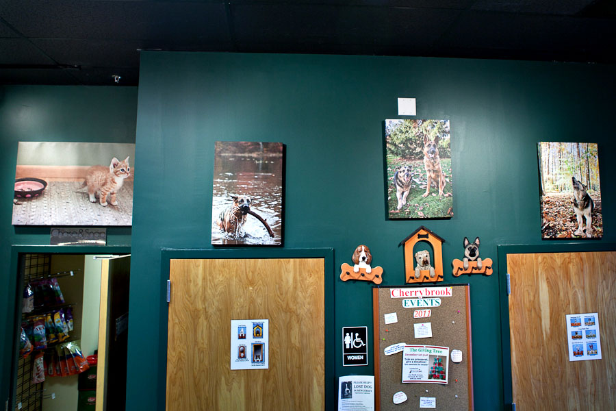 Cherrybrook Photo Display » Chase & Snap Pet Photography