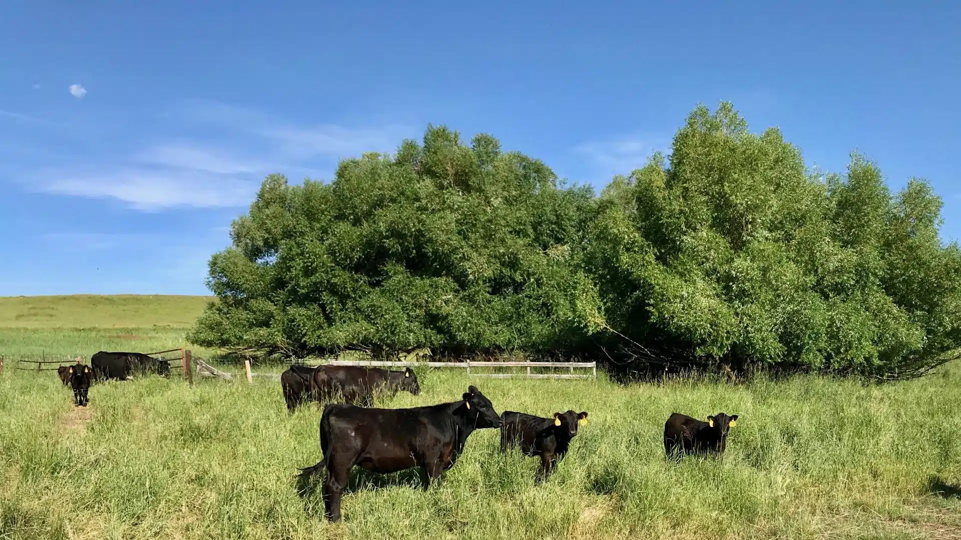 Wagner Ranch Chase Brothers Land & Ranch