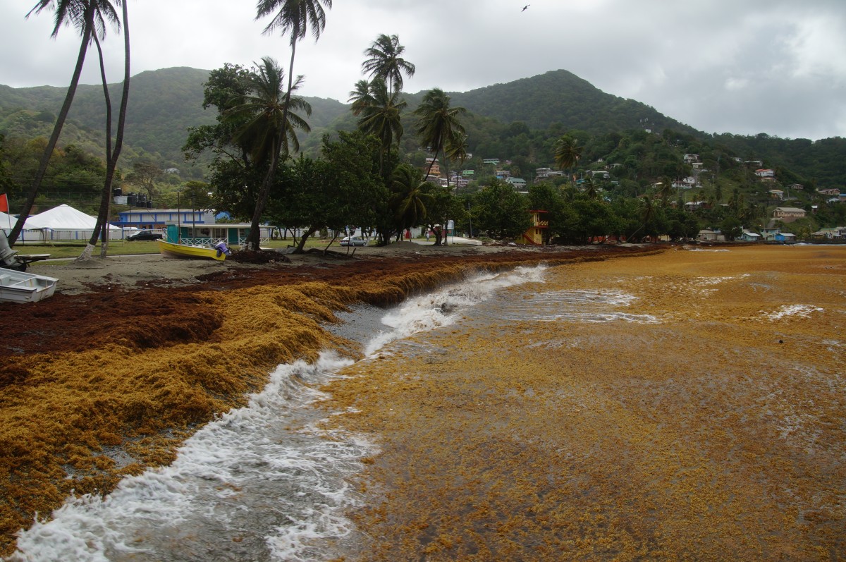 Seaweed Plage in Speyside