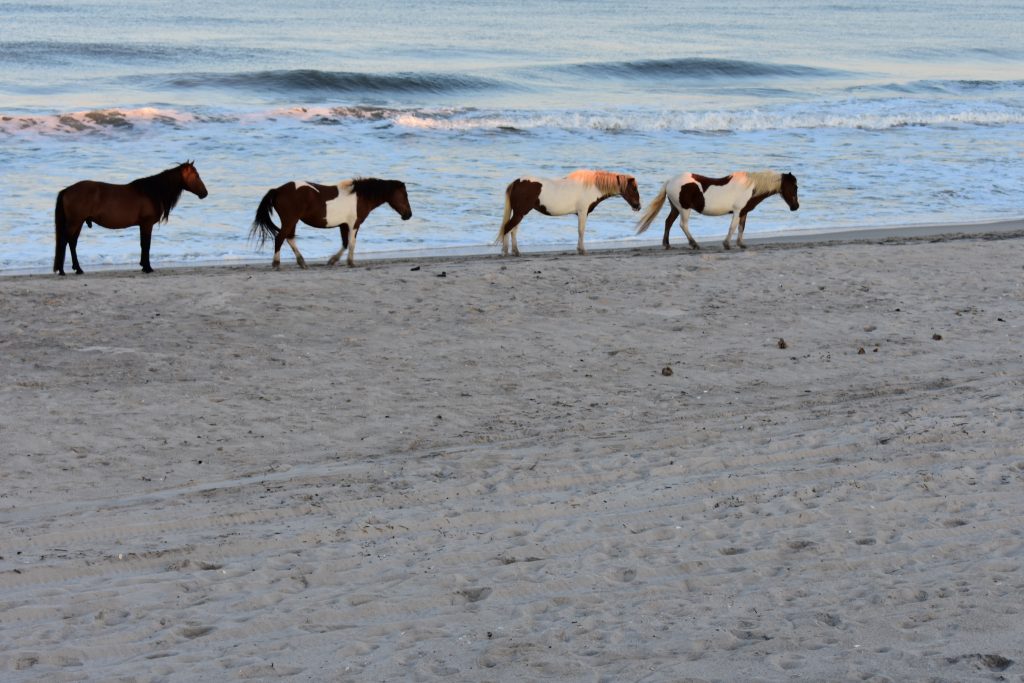 Assateague Island Camping Guide Chasing Abandon