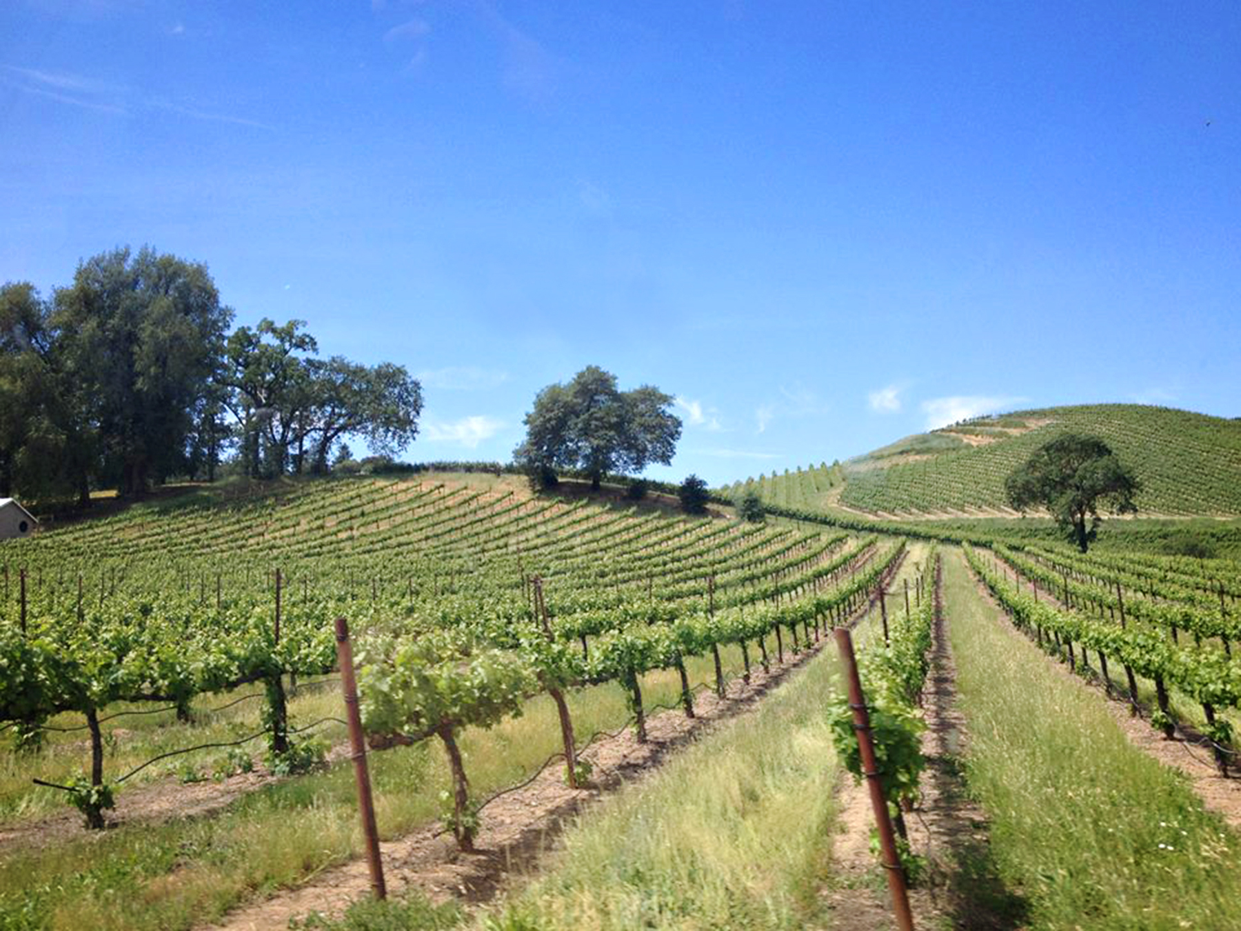 Wine, Jazz, and Food Healdsburg, CA Chasing Atlas