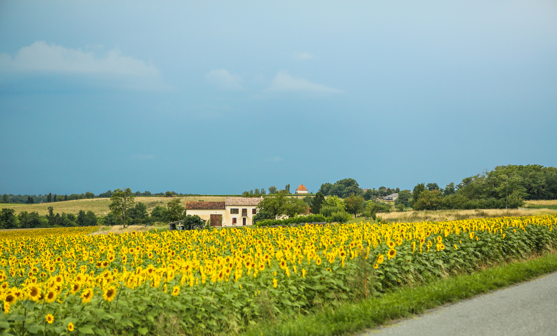 Sunflowers France Chasing Atlas