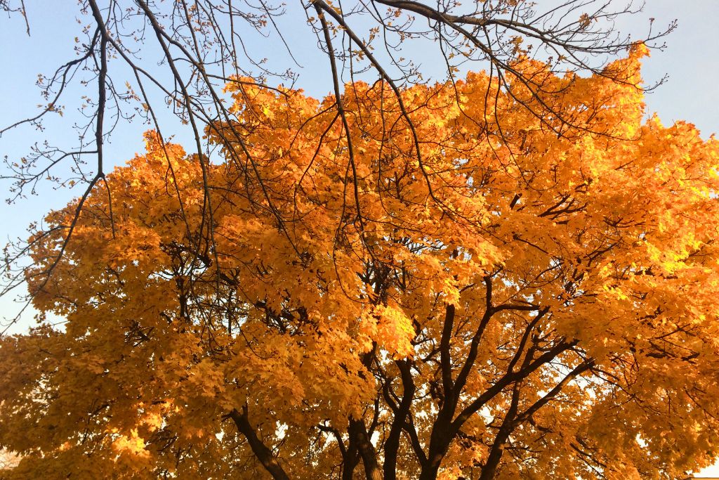 17 Best Places To See Fall Foliage In Toronto