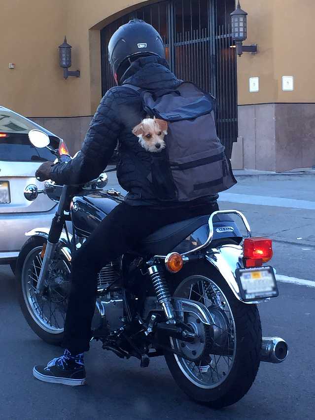 The Coolest Dogs Are San Francisco Dogs! Chasing Dog Tales
