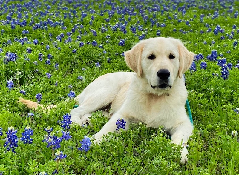 Dog Trainers Round Rock Dog Trainers Chasing Life Dog Training (737