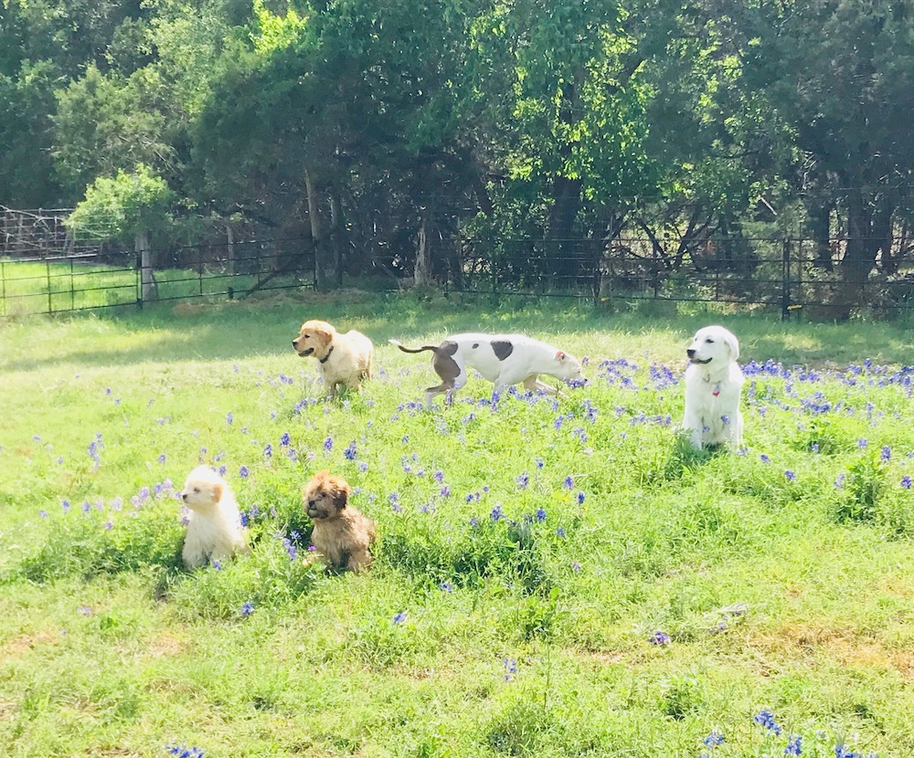 Chasing Life Dog Training, Dog Trainers Round Rock TX