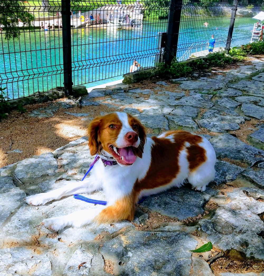 Board and Train Dog Training Round Rock TX Chasing Life Dog Training