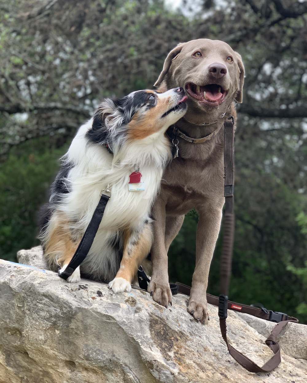 Dog Trainers Round Rock Dog Training Round Rock TX Chasing Life Dog