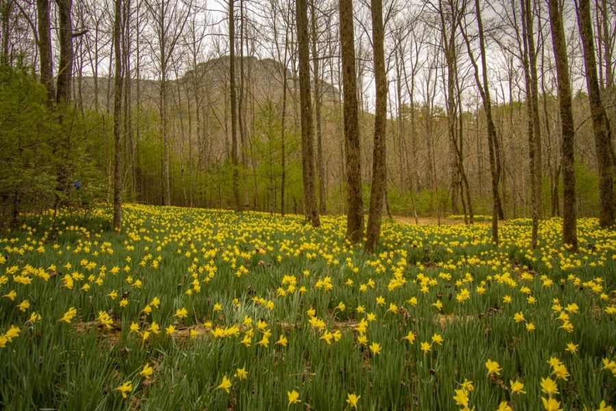 Daffodil flats EPIC!!! chasingperi