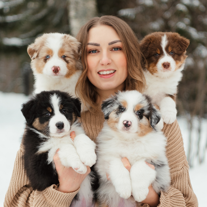 australian shepherd valpar 2023 Chaspades Australian Shepherds