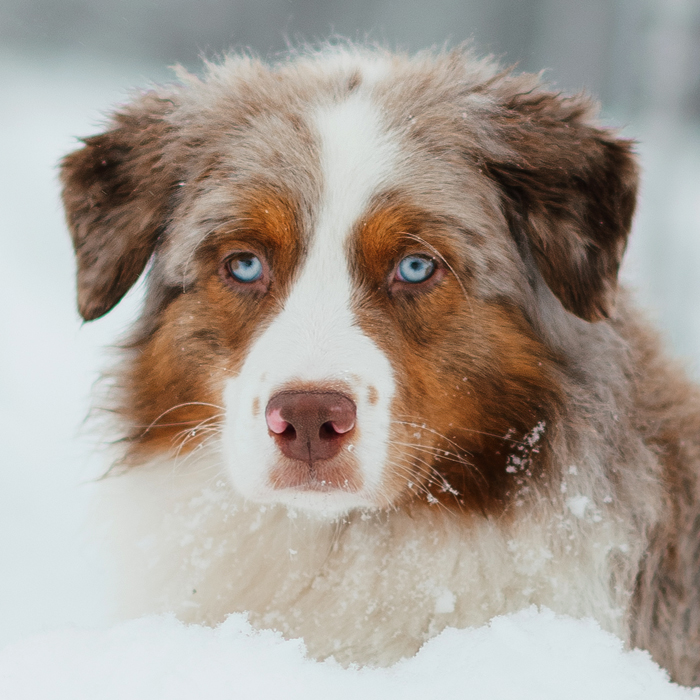 australian shepherd valpar 2023 Chaspades Australian Shepherds