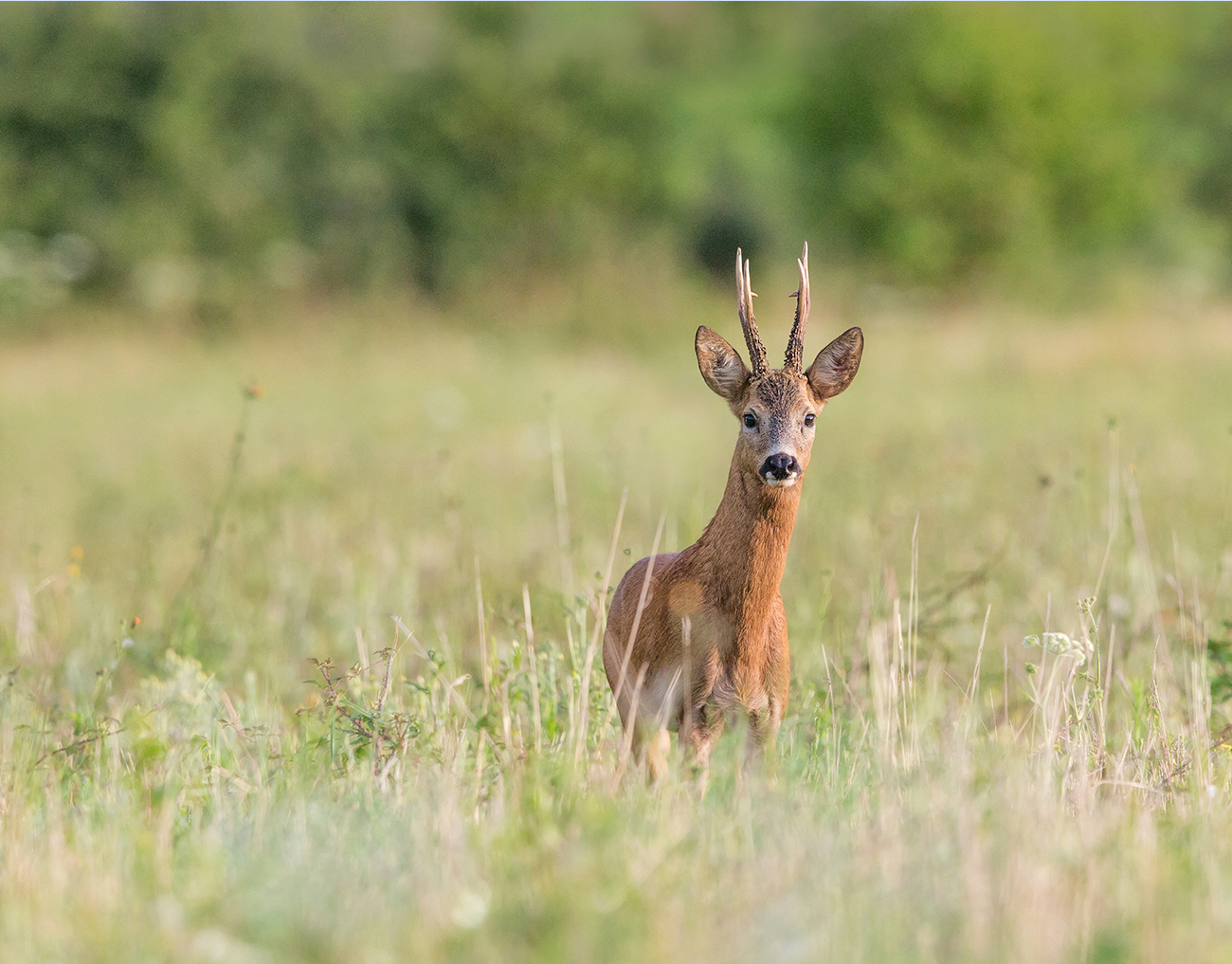Brocard à l’approche ou à l’affût à la limite des Landes et du Gers. Chasse et découvertes